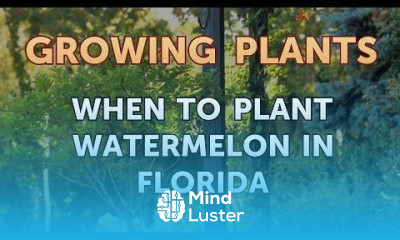 When to Plant Watermelon in Florida