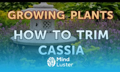 How to Trim Cassia