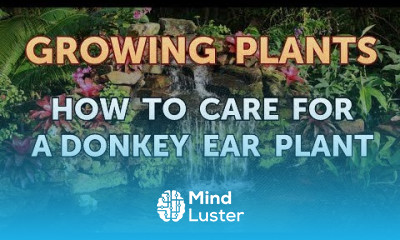 How to Care for a Donkey Ear Plant