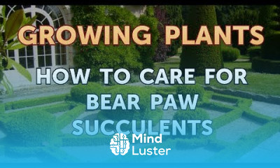 How to Care for Bear Paw Succulents