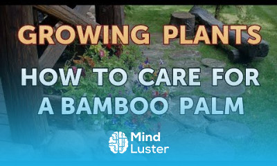 How to Care for a Bamboo Palm