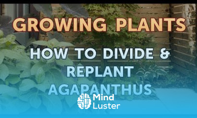 How to Divide Replant Agapanthus