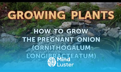 How to Grow the Pregnant Onion Ornithogalum longibracteatum