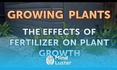 The Effects of Fertilizer on Plant Growth