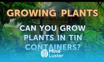 Can You Grow Plants in Tin Containers