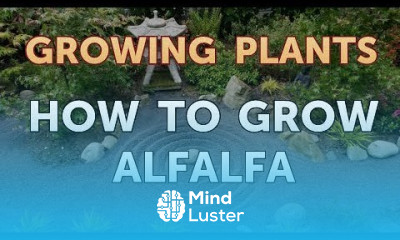 How to Grow Alfalfa
