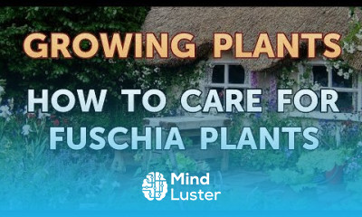 How to Care for Fuschia Plants