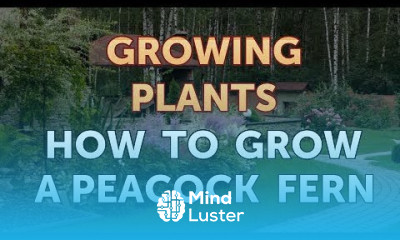 How to Grow a Peacock Fern