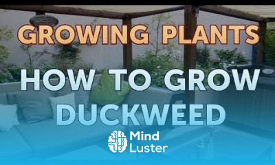 How to Grow Duckweed