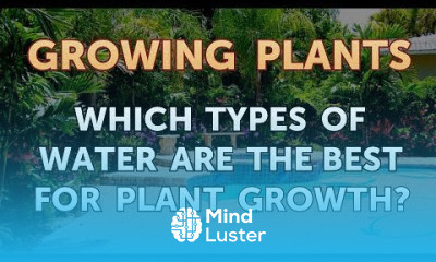 Which Types of Water Are the Best for Plant Growth