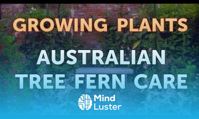 Australian Tree Fern Care