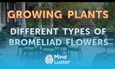 Different Types of Bromeliad Flowers