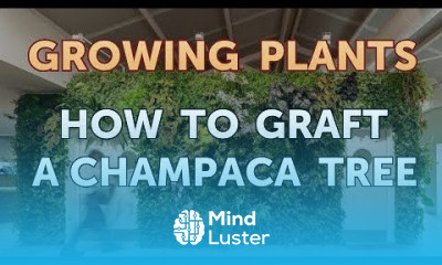 How to Graft a Champaca Tree