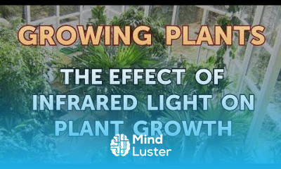The Effect of Infrared Light on Plant Growth