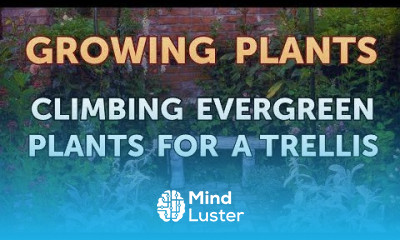 Climbing Evergreen Plants for a Trellis