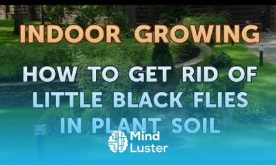 How to Get Rid of Little Black Flies in Plant Soil