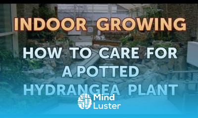 How to Care for a Potted Hydrangea Plant