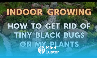 How to Get Rid of Tiny Black Bugs on My Plants