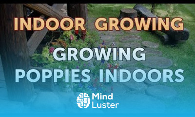 Growing Poppies Indoors