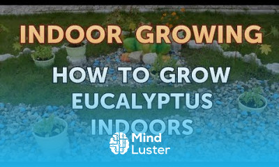 How to Grow Eucalyptus Indoors