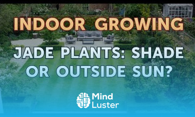 Jade Plants Shade or Outside Sun