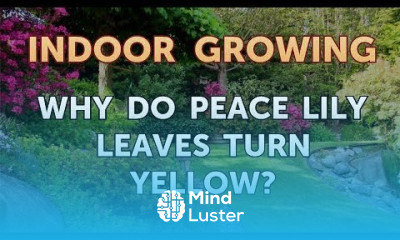 Why Do Peace Lily Leaves Turn Yellow