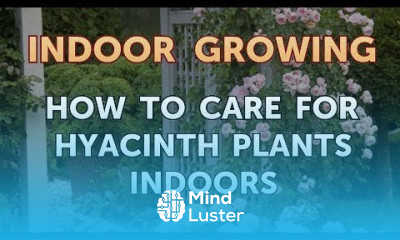How to Care for Hyacinth Plants Indoors