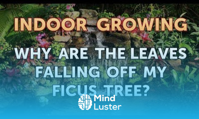 Why Are the Leaves Falling Off My Ficus Tree