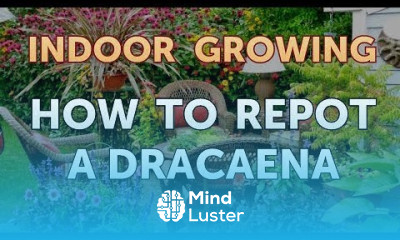 How to Repot a Dracaena