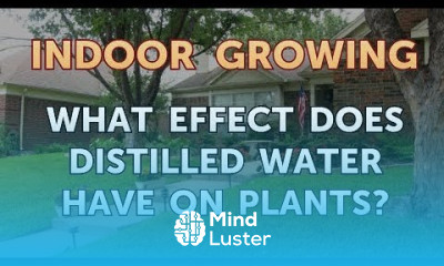 What Effect Does Distilled Water Have on Plants