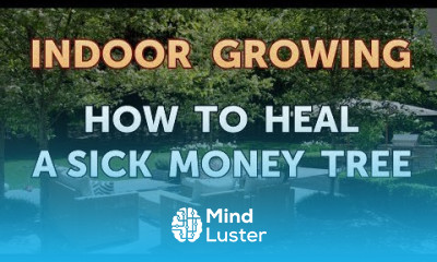 How to Heal a Sick Money Tree