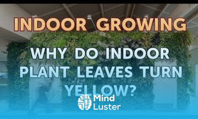 Why Do Indoor Plant Leaves Turn Yellow