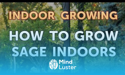 How to Grow Sage Indoors