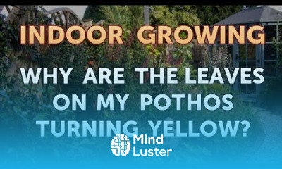 Why Are the Leaves on My Pothos Turning Yellow