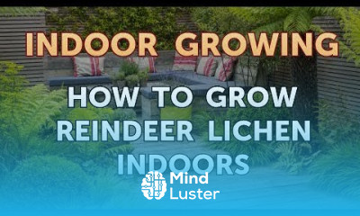 How to Grow Reindeer Lichen Indoors