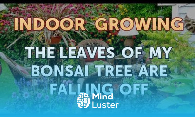 The Leaves of My Bonsai Tree Are Falling Off