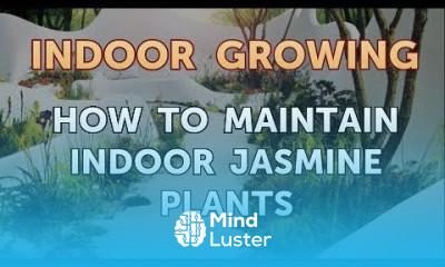 How to Maintain Indoor Jasmine Plants