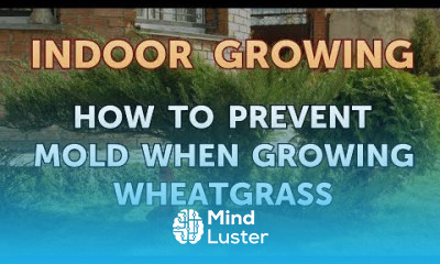 How to Prevent Mold When Growing Wheatgrass