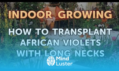 How to Transplant African Violets With Long Necks