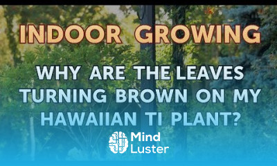 Why Are the Leaves Turning Brown on My Hawaiian Ti Plant