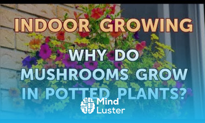 Why Do Mushrooms Grow in Potted Plants