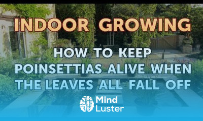 How to Keep Poinsettias Alive When the Leaves All Fall Off