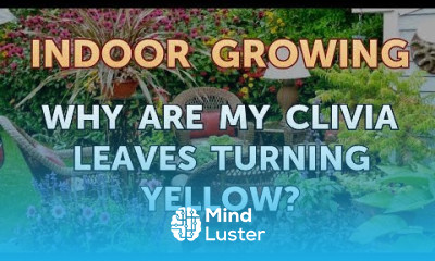 Why Are My Clivia Leaves Turning Yellow