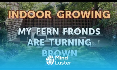 My Fern Fronds Are Turning Brown