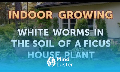 White Worms in the Soil of a Ficus House Plant