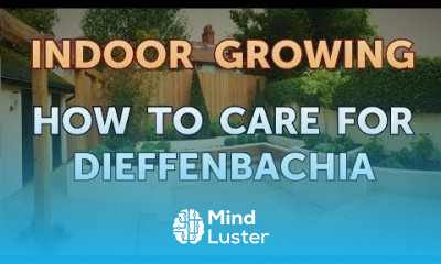 How to Care for Dieffenbachia