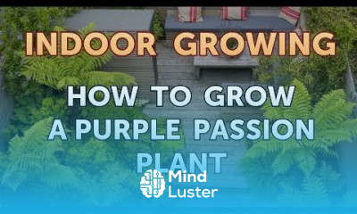 How to Grow a Purple Passion Plant