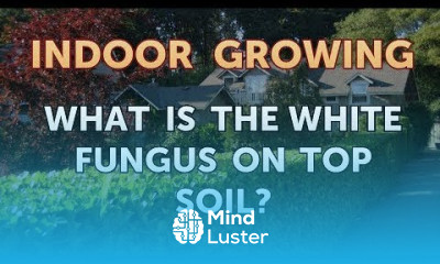 What Is the White Fungus on Top Soil