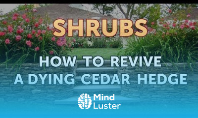 How to Revive a Dying Cedar Hedge