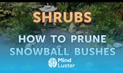 How to Prune Snowball Bushes
